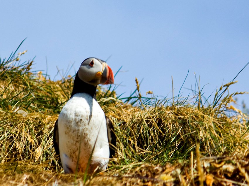 _MG_0102 2.jpg - Papageientaucher